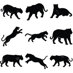 A set of Tiger vector silhouette, different type of pose, isolated white background