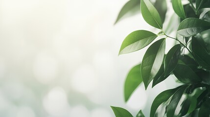 Vibrant Green Leaves in Soft Sunlight