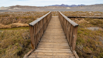 A tranquil wooden bridge gently leads through lush, marshy terrain, inviting viewers to explore the serene and vibrant beauty of nature.