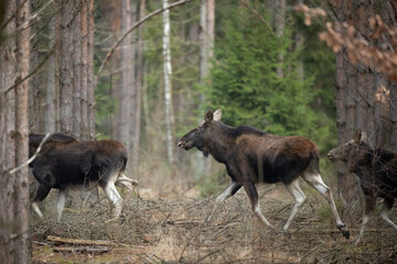 Mammals male bull Moose ( Alces alces ) North part of Poland, Europe dark foggy morning in winter...