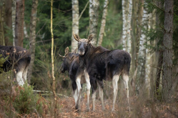Mammals male bull Moose ( Alces alces ) North part of Poland, Europe dark foggy morning in winter young pine forest