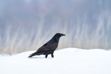 beautiful Common raven Corvus corax flying black bird North Poland Europe winter time snowy meadow