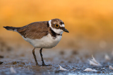 Shorebird Charadrius dubius, Little Ringed Plover on blurred background summer time Poland Europe