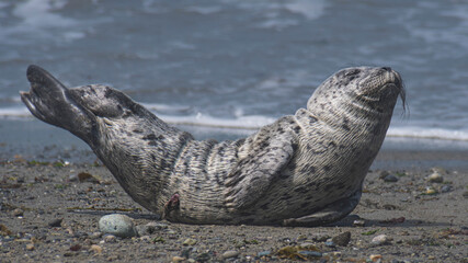 A playful seal basking in the sun on a sandy beach, embodying the relaxed lifestyle of wildlife in harmony with their natural habitat by the ocean.