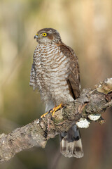 Birds of prey female Sparrowhawk Accipiter nisus, hunting time bird, Poland Europe winter time garden