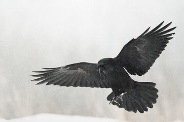 beautiful Common raven Corvus corax flying black bird North Poland Europe winter time snowy meadow