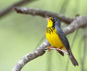Fototapeta premium Male Canada Warbler singing