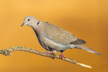 Bird Pigeon Eurasian collared dove Streptopelia decaocto bird sitting on the branch, Poland Europe