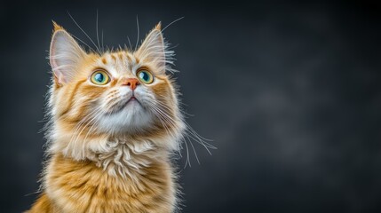 Fototapeta premium Cat with a green eye is looking up at the camera. The cat is orange and white