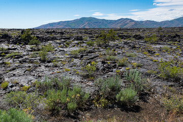 An expansive view of an arid rocky terrain showcases sparse vegetation clinging to life, illustrating nature's resilience in a harsh volcanic landscape under a clear blue sky.