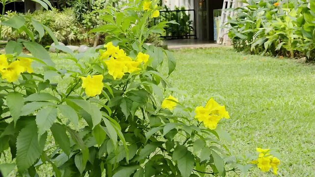Yellow trumpet flowers sway in the wind, surrounded by lush green leaves in a garden setting. A peaceful natural scene with vibrant colors