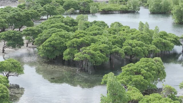 Comoros - Grande Comore -Dimoimboini - slow left rotation at low altitude on the mangrove