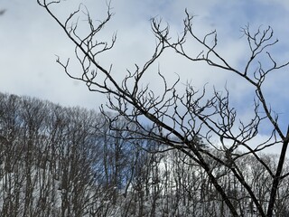 冬の木々