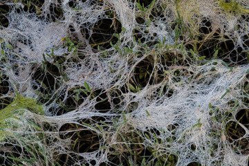 A detailed macro shot revealing an intricate web of filaments in nature, illustrating the unseen...
