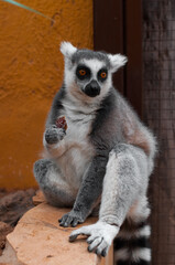 Ring-tailed lemur eating a fruit while sitting in a warm, zoo-like habitat