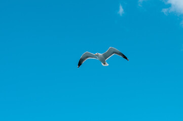A lone seagull in flight against the vibrant blue sky in Tenerife