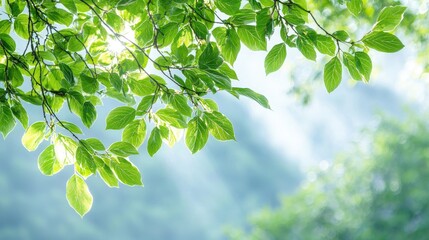 Sunlight through vibrant green leaves, forest background, nature wallpaper