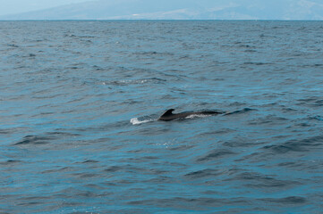 Naklejka premium Pilot whale swimming in the open waters off the coast of Tenerife