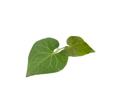 plu kaow transparent  png