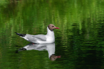An adult black-headed gull (Larus ridibundus) rests on the surface of a pond in summer
