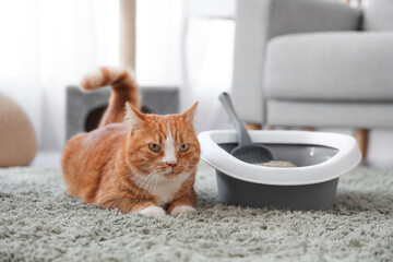 Cute cat with litter box lying on carpet at home