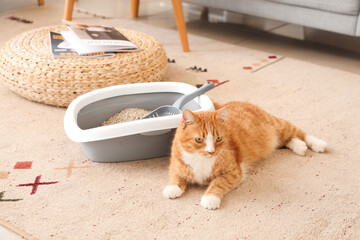 Cute cat lying near litter box at home
