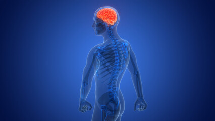 Central Organ of Human Nervous System Brain Anatomy