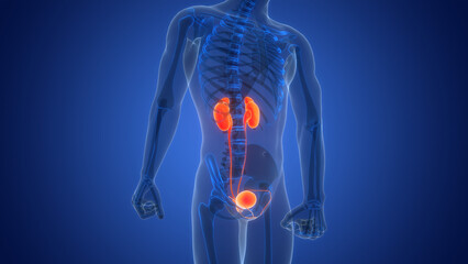 Human Urinary System Kidneys with Bladder Anatomy