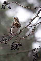 Fieldfare is sitting on the branch