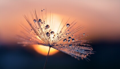 Obraz premium Macro shot of a dandelion seed covered in tiny water droplets, each droplet reflecting the soft, warm hues of a sunrise, creating a peaceful, delicate atmosphere.