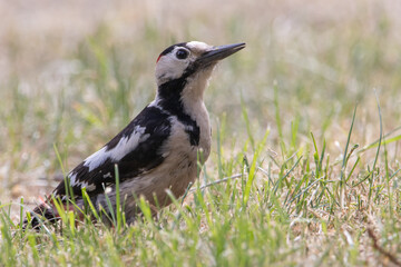 Syrian woodpecker