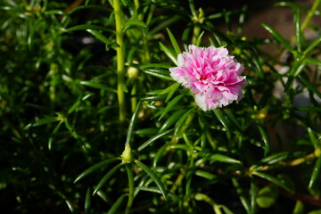 Small, dark pink flowers with white tips and many small green leaves.