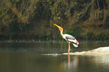 The painted stork (Mycteria leucocephala) is a large water bird in the stork family. They live in the wetlands of tropical lowlands in the Indian subcontinent south of the Himalayas and in Southeast A