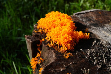 Orange mushrooms grow on abandoned tree stumps.