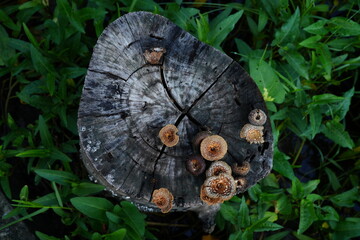 Mushrooms grow on tree stumps that have been cut down.