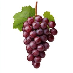 Fototapeta premium Freshly harvested red grapes hanging from the vine with green leaves in a bright setting