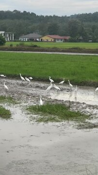A flock of heron in the rice field.