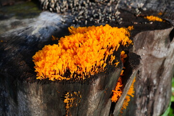 Orange mushrooms grow on abandoned tree stumps.