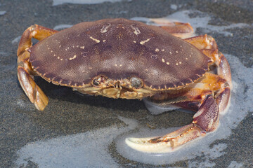 This close-up of a vibrant crab resting on the shore captures the intricate details of its shell, illustrating the beauty of marine life in its natural environment.
