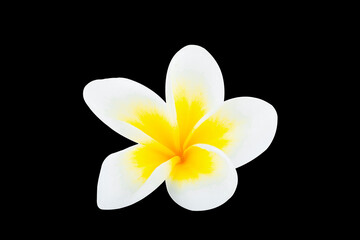 frangimani flower isolated on a black