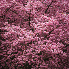 Blooming pink flowers of Sakura tree in spring. Cherry blossoms in full bloom. Hanami Festival is national Japanese tradition. Natural floral spring background for greeting card, postcard, poster.