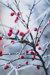 Hawthorn berries branch covered in snow