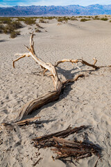 A visually striking piece of driftwood rests on dry sands, showcasing nature’s art, blending textures and contrasting elements under an expansive desert sky.