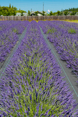 Obraz premium A stunning lavender field stretches endlessly with vibrant purple flowers, capturing the essence of tranquility and beauty in nature at its finest during sunny weather.