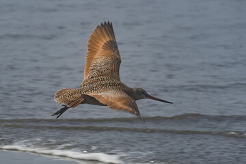 This stunning image captures a shorebird gracefully flying above the ocean, showcasing its beautiful plumage and dynamic pose against the shimmering waves.