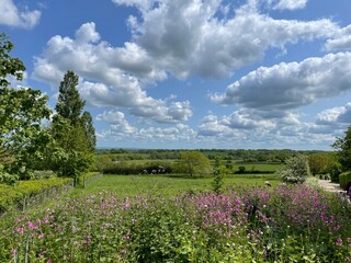 field of flowers 