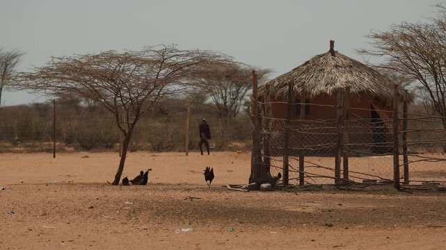 Traditional african round house bomas made of clay under thatched roof and brood of chickens near pen fenced with net.
