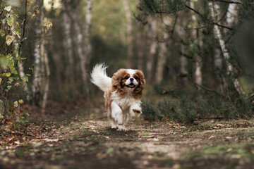 cavalier king charles spaniel