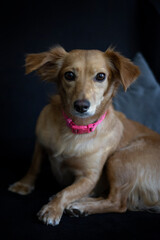 Golden dog mix looking at the camera indoor portrait
