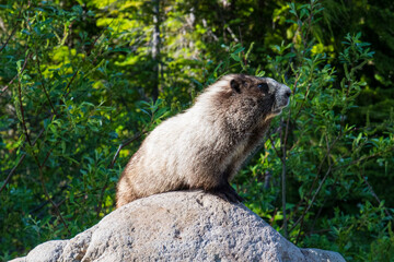 A curious marmot perches atop a rock, overseeing its vibrant green surroundings, highlighting the charm of wildlife within its natural habitat.